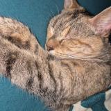 Photo de chat perdu à Airel