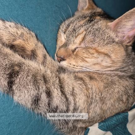 Photo 1/1 Ruby Chat perdu à Airel