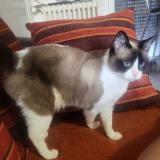 Photo de chat perdu à La Rochelle