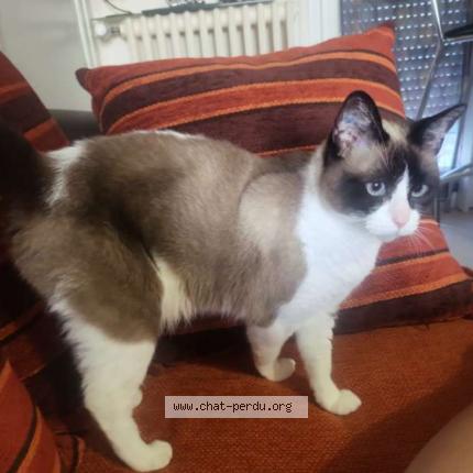 Photo 1/1 Mickey Chat perdu à La rochelle