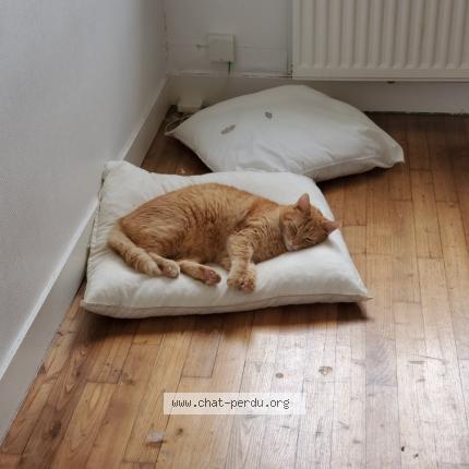 Photo 1/1 Oscar Chat perdu à Argences