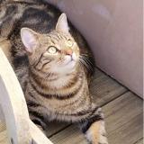 Photo de chat perdu à Pessac