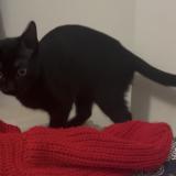 Photo de chat perdu à Ruelle Sur Touvre