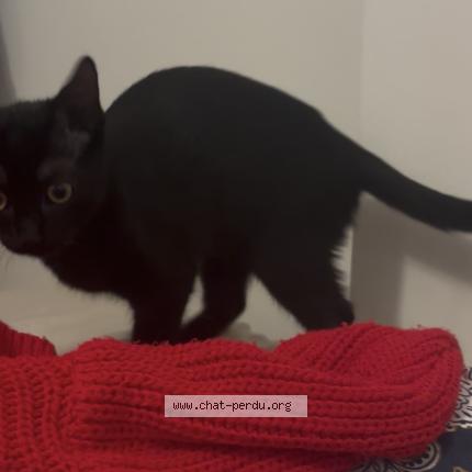 Photo 1/1 Merline Chat perdu à Ruelle sur touvre