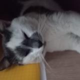 Photo de chat perdu à Peyrehorade