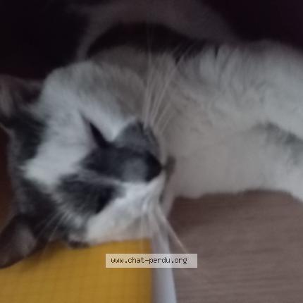 Photo 1/1 Simba Chat perdu à Peyrehorade