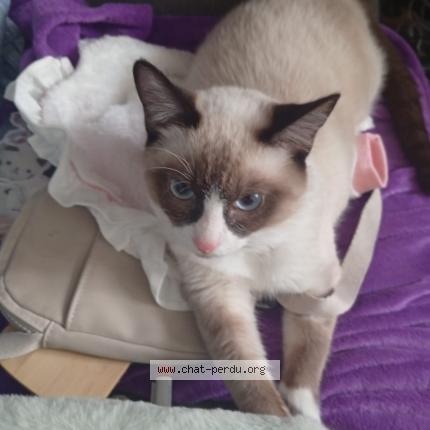 Photo 1/1 Chat retrouvé Perdu à Paris