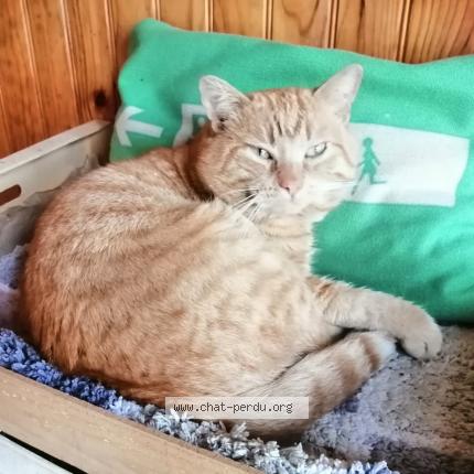 Photo 1/1 Chat retrouvé Perdu à Montlucon