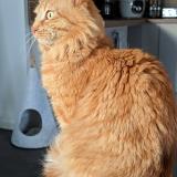 Photo de chat perdu à Brest