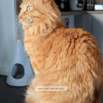 Photo 1/1 Scratch Chat perdu à Brest