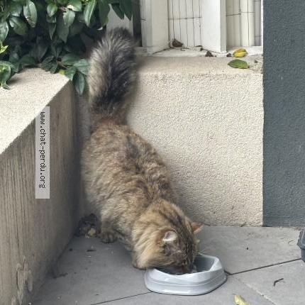 Photo 2/3 Chat trouvé Trouvé à Marseille