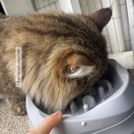 Photo 3/3 Chat trouvé Trouvé à Marseille