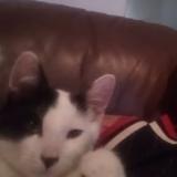 Photo de chat perdu à Sacramento