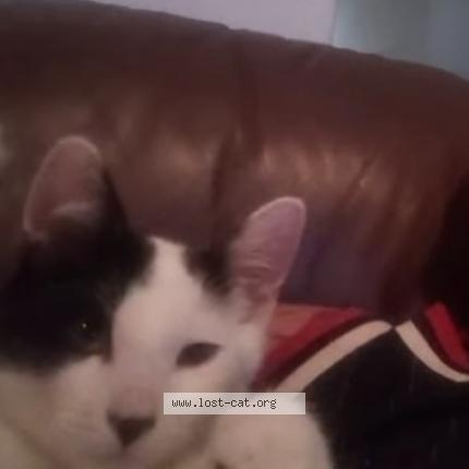 Photo 1/1 Whisky Chat perdu à Sacramento