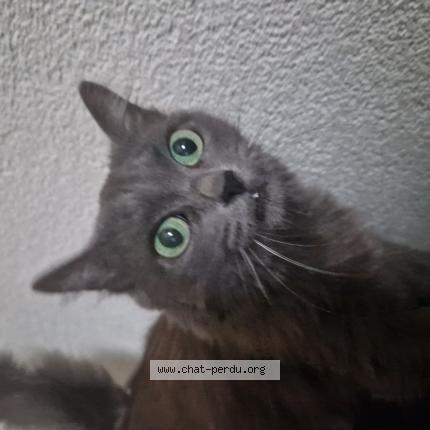 Photo 1/1 Mia Chat perdu à Boudry