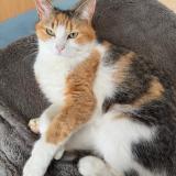 Photo de chat perdu à Caussade