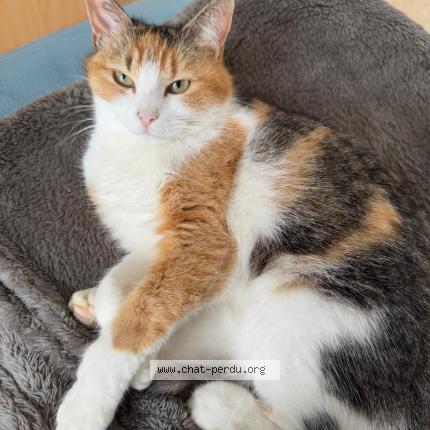 Photo 1/1 Minette Chat perdu à Caussade