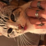 Photo de chat perdu à Bordeaux