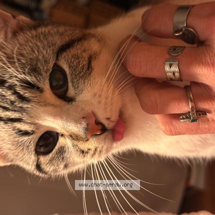 Photo 1/1 Moka Chat perdu à Bordeaux