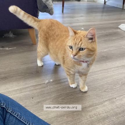 Photo 1/1 Sunny Chat perdu à Herzeele