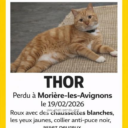 Photo 1/1 Thor Chat perdu à Moriere les avignons