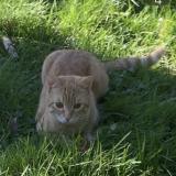 Photo de chat perdu à La Celle Saint Cloud