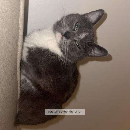 Photo 1/1 Poupette Chat perdu à Carvin