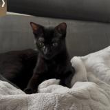 Photo de chat perdu à Ruelle Sur Touvre