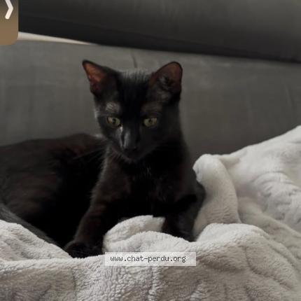 Photo 1/1 Merline Chat perdu à Ruelle sur touvre