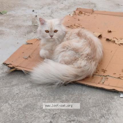 Photo 1/1 Hala Chat perdu à Lucknow