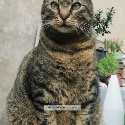 Photo 1/1 Chat retrouvé Perdu à Esnandes