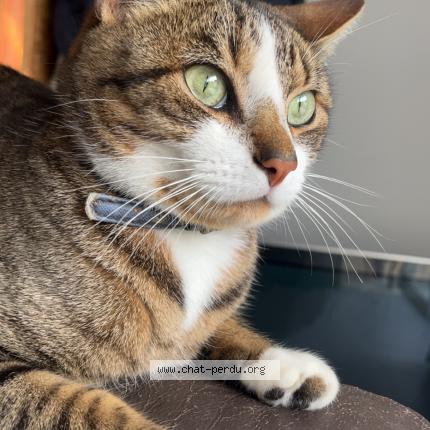 Photo 1/1 Marcus Chat perdu à Laval