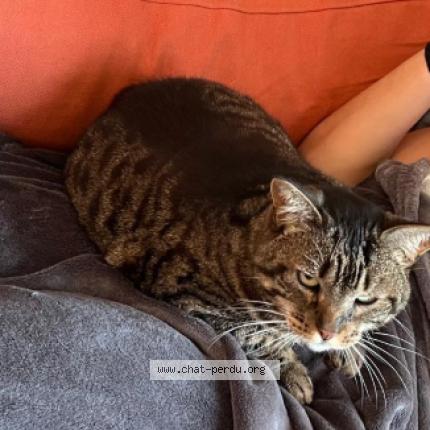 Photo 1/1 Odesse Chat perdu à Nantes