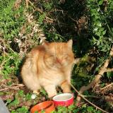 Photo de chat trouvé à Briollay