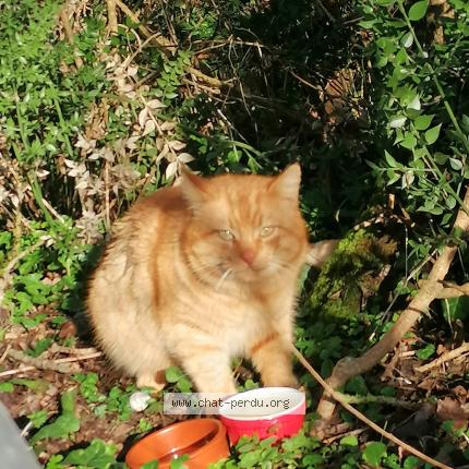 Photo 1/2 Chat trouvé Trouvé à Briollay