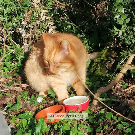 Photo 2/2 Chat trouvé Trouvé à Briollay