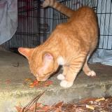 Photo de chat trouvé à Athens