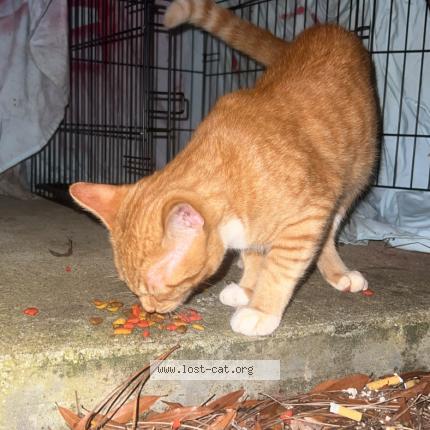 Photo 1/1 Chat trouvé Trouvé à Athens