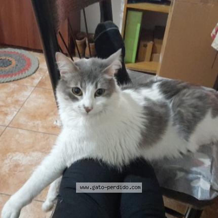 Photo 1/1 Lionel Chat perdu à La tablada