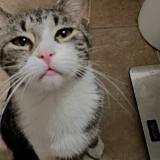 Photo de chat perdu à North Las Vegas