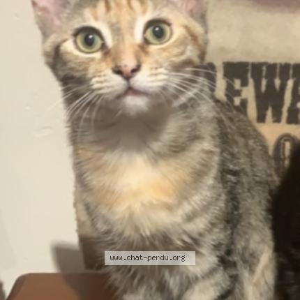 Photo 1/1 Inesse Chat perdu à St isidore