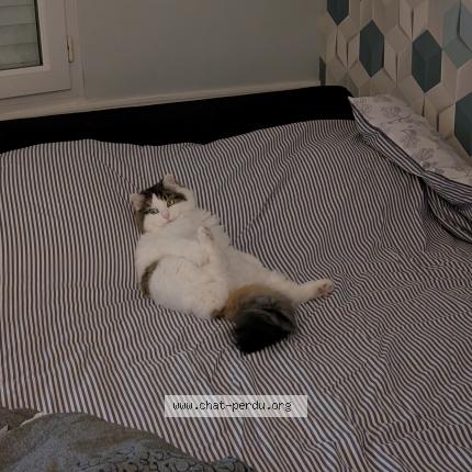 Photo 1/1 Chat retrouvé Perdu à Divatte sur loire