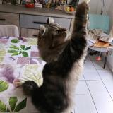 Photo de chat perdu à Pezenas