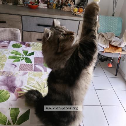 Photo 1/1 Simba Chat perdu à Pezenas