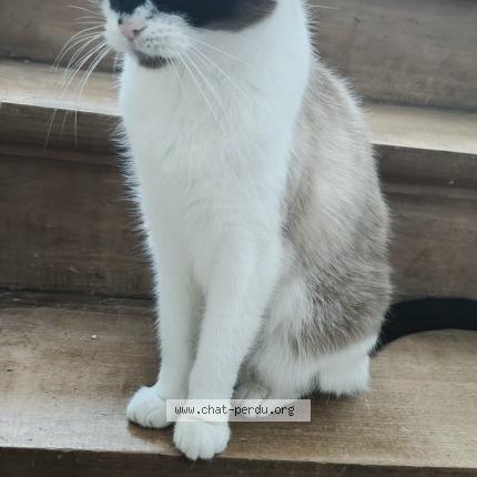 Photo 1/1 Chat retrouvé Perdu à Ans