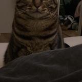 Photo de chat perdu à Messy