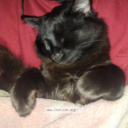 Photo 1/1 Anakin Chat perdu à Santa maria