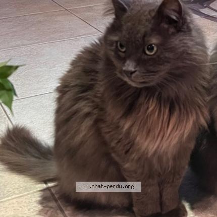 Photo 1/1 Edgar Chat perdu à Angers