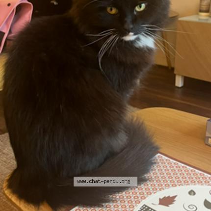 Photo 1/1 Chat retrouvé Perdu à Avon