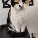 Photo de chat perdu à Saint Etienne